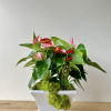 4 Beautiful Anthurium Plant Mix in white ceramic. 