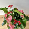 4 Beautiful Anthurium Plant Mix in white ceramic. 