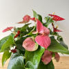4 Beautiful Anthurium Plant Mix in white ceramic. 