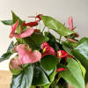 4 Beautiful Anthurium Plant Mix in white ceramic. 