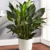 Spathiphyllum Plant In A White Ceramic Pot