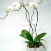 A Most elegant orchid dressed with curly willow, moss and other earthly