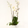 WE COMBINED 2 TALL WHITE PHALAENOPSIS PLANTS WITH A CASCADING ORCHID. WE