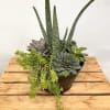assorted succulent garden.