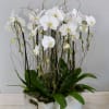 Three double stem orchids in our square birchwood box accompanied with seasonal