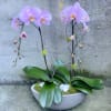 We take great pride in our beautiful Phalaenopsis orchid plants. We pot