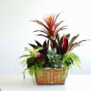 A plant with a cool shape, bright color, that works as an
