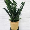 ZZ Plant 10&quot; in Pot and pot color that will differ from