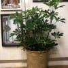 Arboricola 8&quot; Plant in Straw