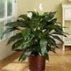 6&quot; potted Peace Lily 