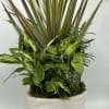 A mixed of green plants in a nice ceramic container.
This is the