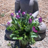 An arrangement of just tulips and fresh lavender with lush greens such