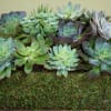 If they love Succulents this is the right choice! A customized container