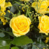 Brighten any celebration with a beautiful and brilliant bouquet of premium long-stem