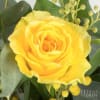Brighten any celebration with a beautiful and brilliant bouquet of premium long-stem