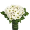 Long lasting Daisies are a ray of sunshine to brighten any day.