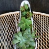 Assorted succulents in a shoe.  When you order the succulents will