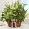  Our classic dish garden is hand-designed with a lush variety of