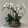 A captivating arrangement with pristine white orchids set atop a rustic wood
