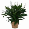 Peace lily plants are one of the easiest plants to keep! 