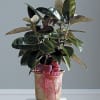  Rubber Tree, is known for its thick, glossy leaves and latex