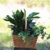 A double basket features a green plant and a blooming plant. We