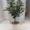 A charming 18-inch artificial olive tree with lifelike branches and delicate faux