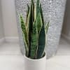 A striking faux Sansevieria Trifasciata in a modern white pot. This realistic