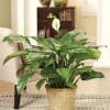 Standard 6in, Deluxe 8in all come in a wicker basket.  