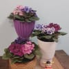 Celebrate the essence of devotion and maternal wisdom with our African Violet