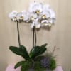Phalaenopsis Orchid plant , Succulent , Dianthus , Air Plant in wooden
