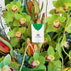 This ain&rsquo;t your typical bouquet&mdash;it&rsquo;s a full-on jungle vibe, baby. Lush green