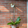 Our most popular and durable orchid plant. We like to say it