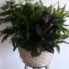-Introducing our exquisite plant and dish garden collection, a perfect alternative to