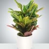 Garden croton&#039;s stunning leaves make this plant a great addition to any