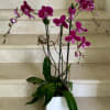 3 Purple Orchids Plants (Select) arranged in ceramic container.
