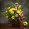 Healthy mixed green plants in a traditional wicker basket. Accented with designer&#039;s