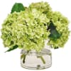 Generally, green flowers symbolize renewal and rebirth. Green hydrangeas can also represent