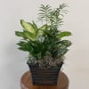 Assorted green plants in metal or ceramic container.
Please specify a preference in