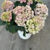 Beutiful hydrangea plants we have in different color perfect for any place