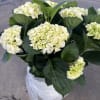 Beutiful hydrangea plants we have in different color perfect for any place