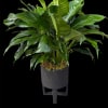 A graceful 6 inch peace lily plant, with its lush green foliage