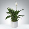 A tall reaching spathiphyllum plant, also known as a peace lily, set