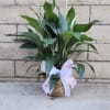 A tall reaching spathiphyllum plant, also known as a peace lily, set