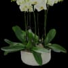 This elegant white Phalaenopsis orchid arrangement exudes grace and sophistication. With its