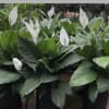 10&rdquo; potted Peace Lilly in decorative basket 