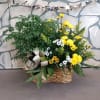 Double basket with green plant and beautiful floral arrangement
Picture will not look