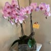 Two double spike lavender orchids arranged in a low rectangular box with