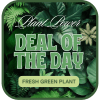 Let us hand pick a fresh, in-season, green plant from our shop!
