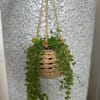  Artificial hanging basket with lifelike peperomia, adding greenery effortlessly.